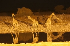 nambia-etosha-nationlpark nambia-etosha-nationlpark