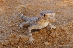 eidechse-oman eidechse-oman
