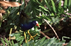 florida-nationalpark-everglades florida-nationalpark-everglades