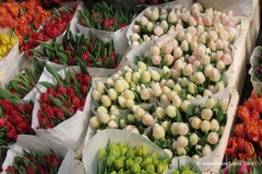 amsterdam-tulpen