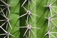 aruba_kaktus