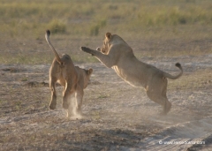 botswana-chobe-nationalpark-loewen