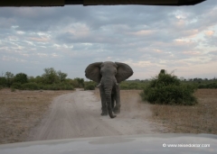 botswana-elefant-angriff