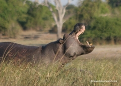 botswana-flusspferd-nilpferd