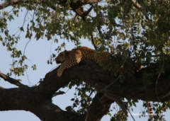 botswana-leopard