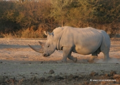 botswana-nashorn