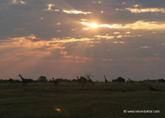 chobe-botswana-giraffen