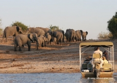 chobe-nationalpark-elefanten