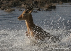 chobe-nationalpark