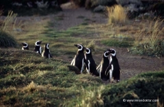 chile-pinguine