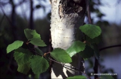 finnland-baeume