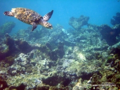 karibik-unterwasser-schildkroete