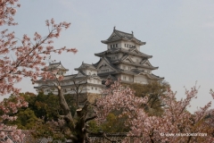 japan-himeji-kirschbluete