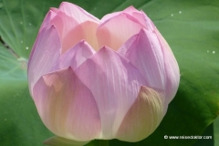 kambodscha-lotusblume
