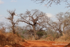 baobab-kenia