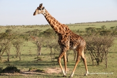 giraffa-masai-mara