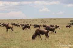 gnuwanderung-masai-mara