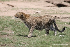 leopard-kenia-masai-mara