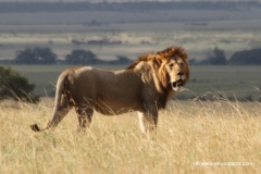 masai-mara-loewe-kenia