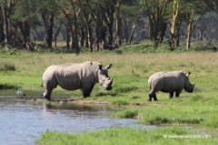 nashorn-kenia