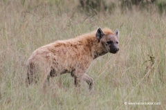 tueppfelhyaene-kenia