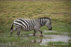 zebra-amboseli-nationalpark