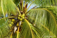 palmenstrand-mauritius