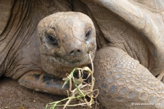 schildkroeten-mauritius