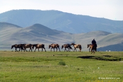 pferde_mongolei_reiten