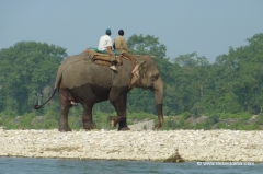 elefant-chitwan-nationalpark