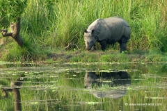 nepal-nashorn