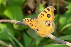 nepal-schmetterling