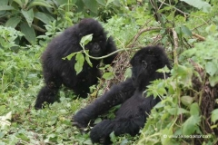 berggorillas-ruanda