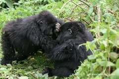 gorillas-uganda