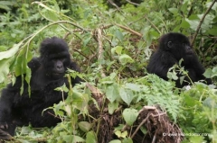 ruanda-berggorillas