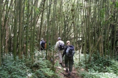 ruanda-wanderung-berggorillas