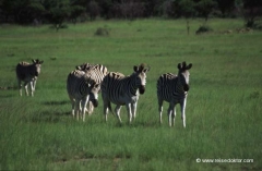 suedafrika-zebras