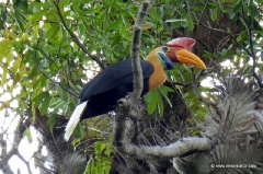 hornvogel-sulawesi