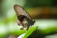 schmetterling-sulaswesi