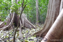 tangkoko-nationalpark