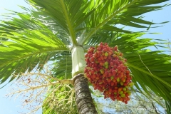 botanischer_garten_tobago