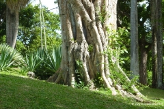 tobago_botanischer_garten