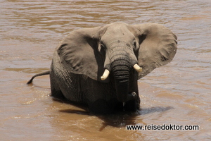 Elefant in der Masai Mara