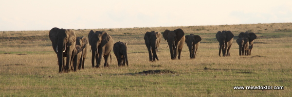 Elefanten in Kenia, Masai Mara