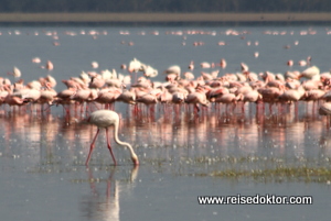 Flamingos im Lake Nakuru Nationalpark