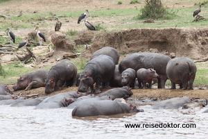 Flusspferde in der Masai Mara