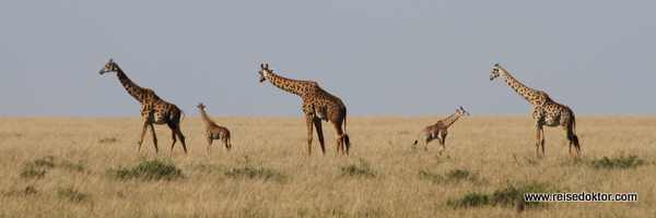 Giraffen in Kenia