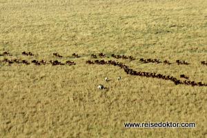 Gnus und Zebras vom Ballon, Masai Mara, Kenia