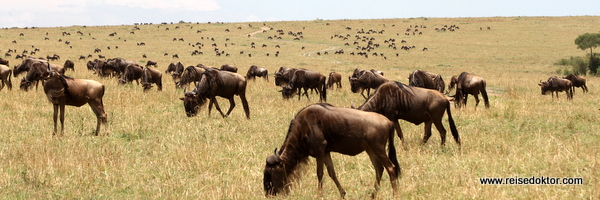 Gnuherde in Kenia