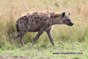 Hyäne in der Masai Mara